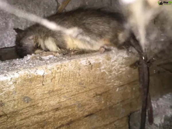 Dead Rat Removal Calamvale